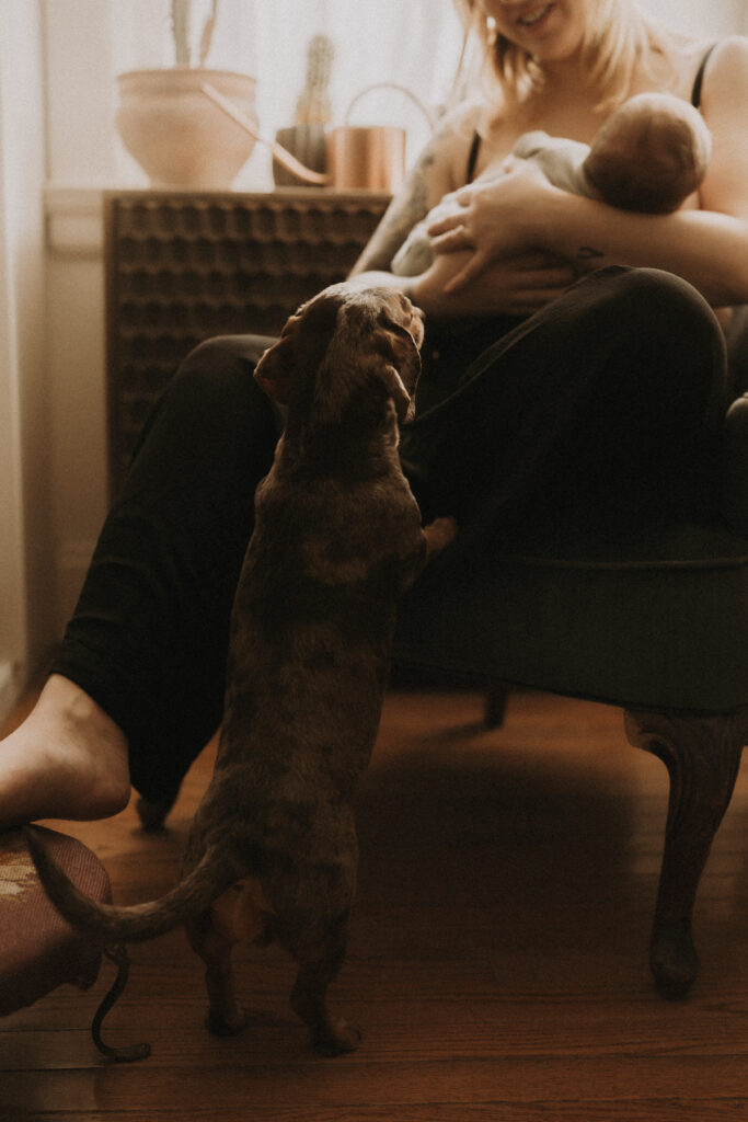 dog looking at newborn baby